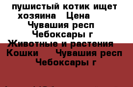 пушистый котик ищет хозяина › Цена ­ 5 - Чувашия респ., Чебоксары г. Животные и растения » Кошки   . Чувашия респ.,Чебоксары г.